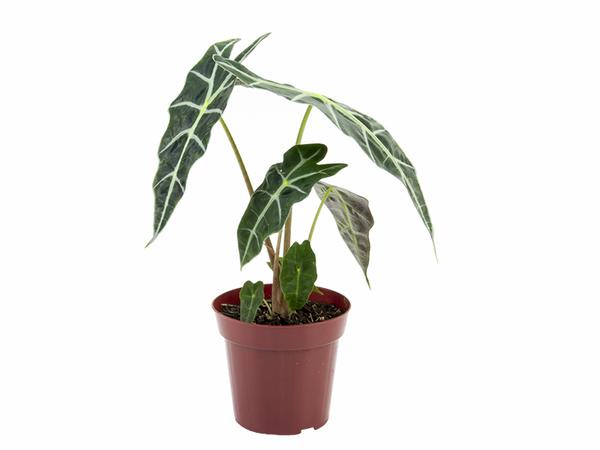 Alocasia Polly P12