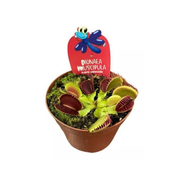 PLANTA CARNIVORA DIONAE POTE 09