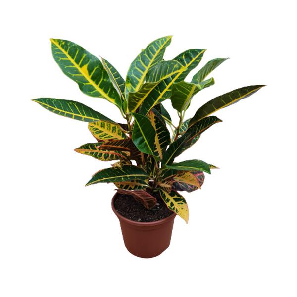 Flor Croton Hibrido Petra P15