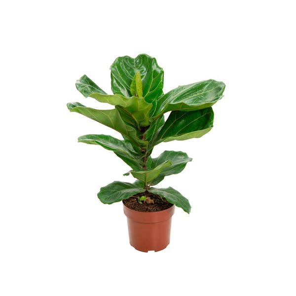 FICUS LYRATA 1UN