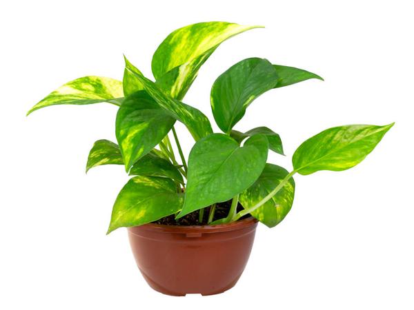PLANTA JIBOIA VERDE SIMPLES PENDENTE C13
