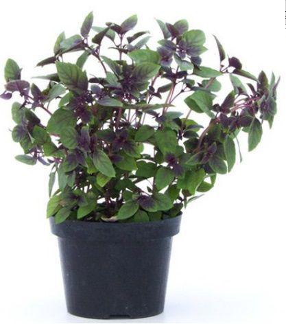 ERVAS MANJERICAO ROXO VASO UN