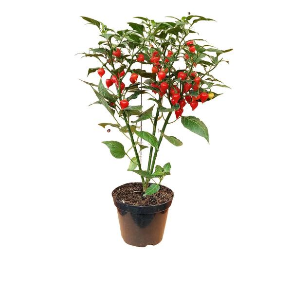 FLOR NATURAL PIMENTA ORNAMENTAL P14 BIQUINHO