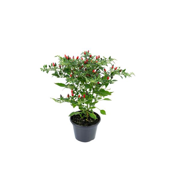 PIMENTA MALAGUETINHA P14