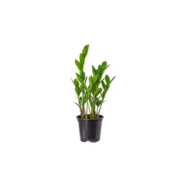 ZAMIOCULCAS MINI UND