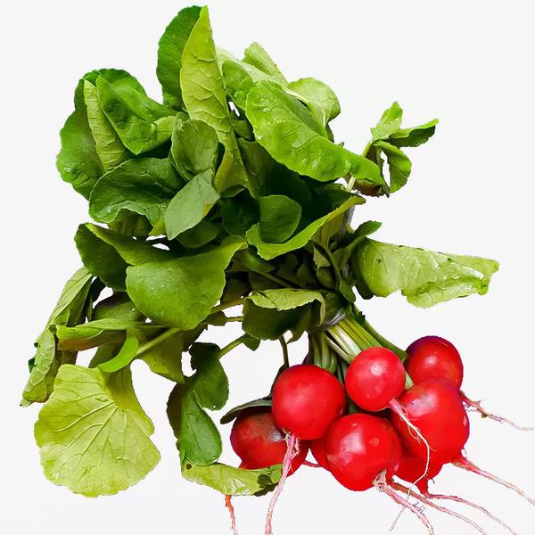 RABANETE TEREFOLHAS BDJ