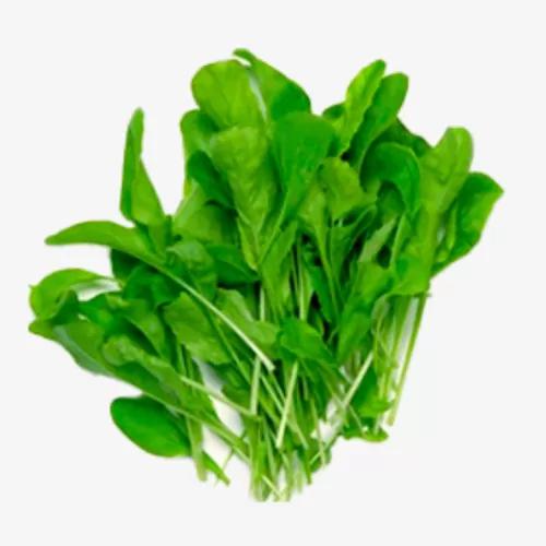 RUCULA HIDROPONICA TEREFOLHAS