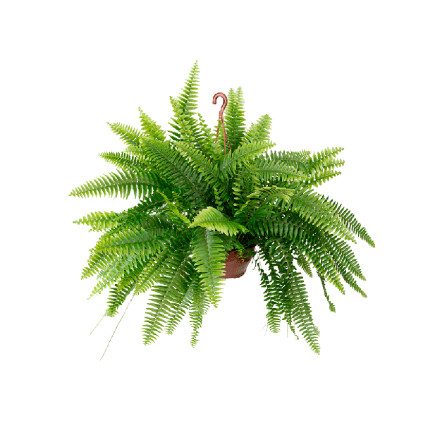 FLORES SAMAMBAIA AMERICANA UN