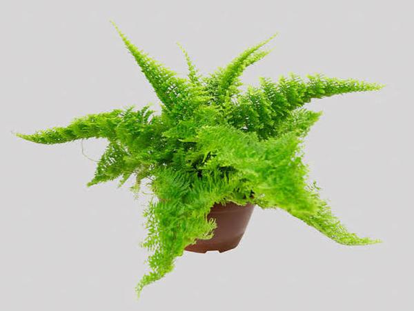 FLOR - SAMAMBAIA HAVAIANA C13