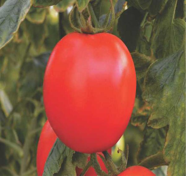 SEM FELTRIN HORT TOMATE SALADETE BARTO 400MG