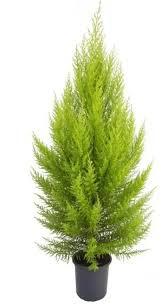 PINHEIRO TUIA P24 GRANDE