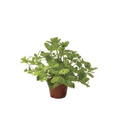 HORTELA MG FLORES PT13 UND