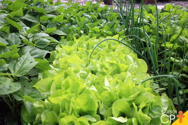 VERDURA HORTICULTURA SIEPMANN UN