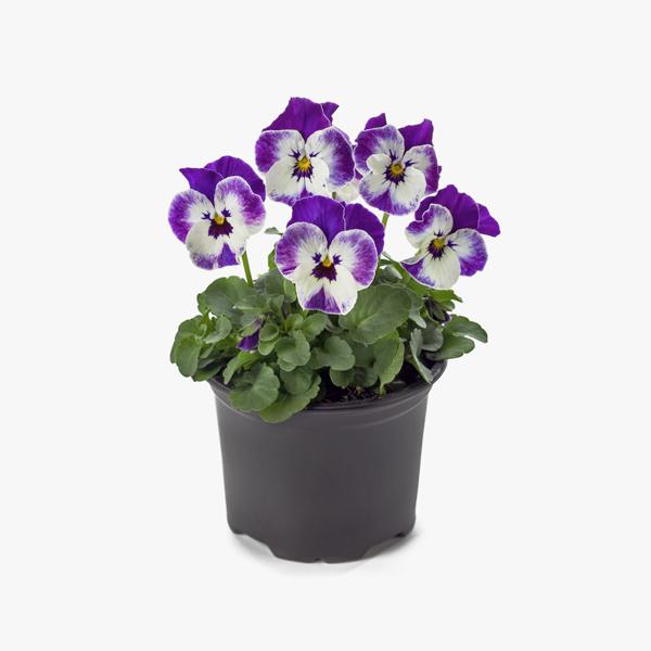 Flor Violeta Dobrada 1un Pt11