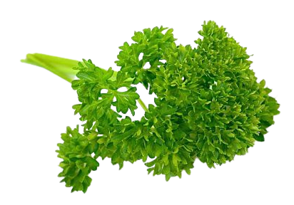 SALSA UN