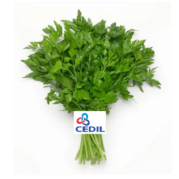 Salsinha Cheiro Verde