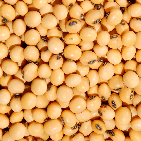 Soja em Grãos 500g