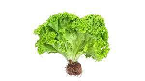 ALFACE HIDROPONICA BOA SAUDE UN