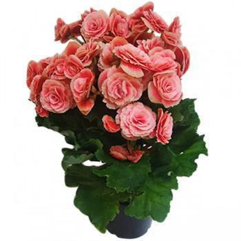 FLOR BEGONIA