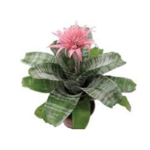 FLOR BROMELIA