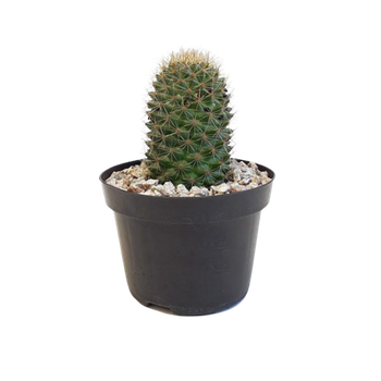 FLOR CACTUS RAIZ PROPRIA