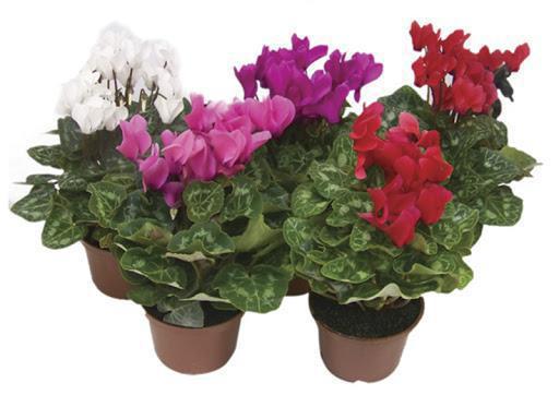FLOR CYCLAMEN MINI
