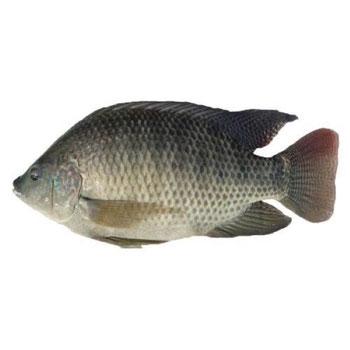 TILAPIA CANYONS  EVICERADA S/ESCAMAS CON