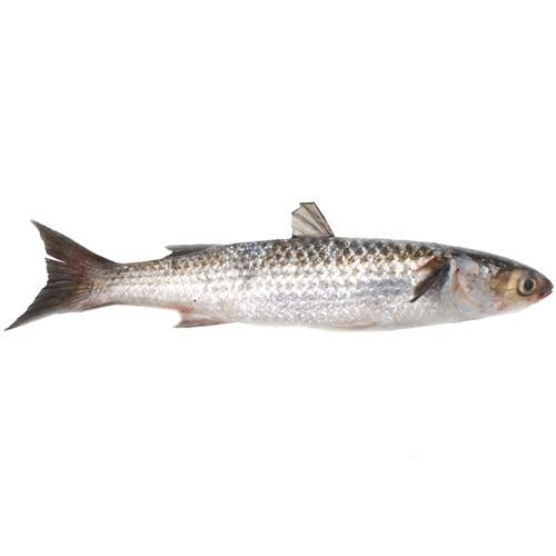 PEIXE TAINHA INTEIRA KG