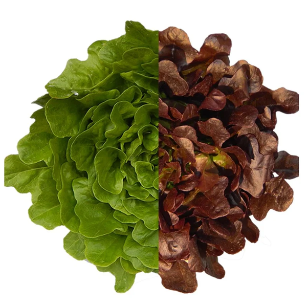 MIX HIDROPONICA AGUA MAGICA