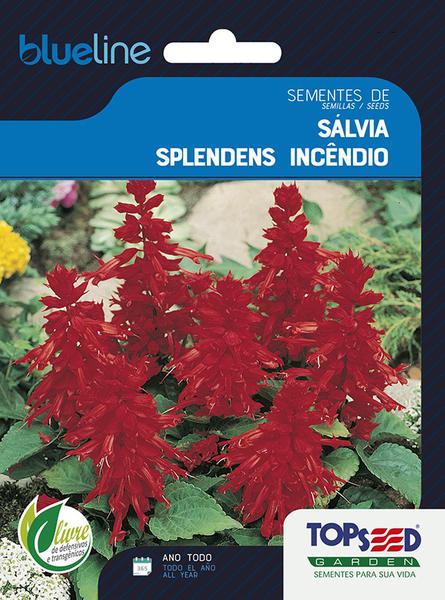 SEMENTE TOPSEED FLORES SALVIA SPLENDERS INCEDIO 1G