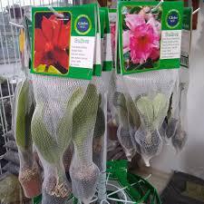 FLOR AGROBULBOS ORQUIDEA/AMARYLLIS