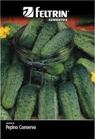 SEMENTE FELTRIN PEPINO WISCONSIN
