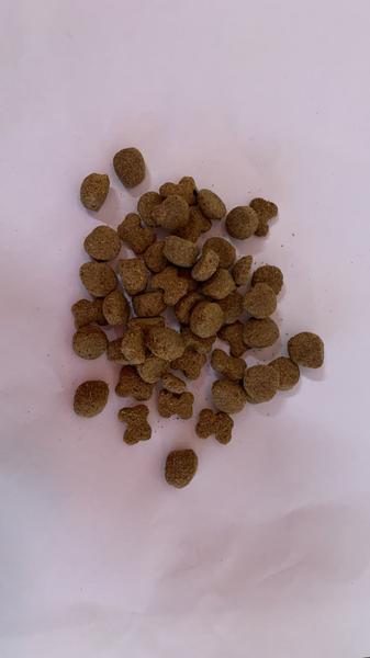 RACAO SHOW DOG ADULTO KG