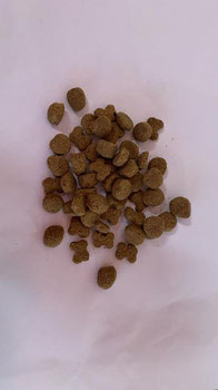 RACAO SHOW DOG ADULTO KG