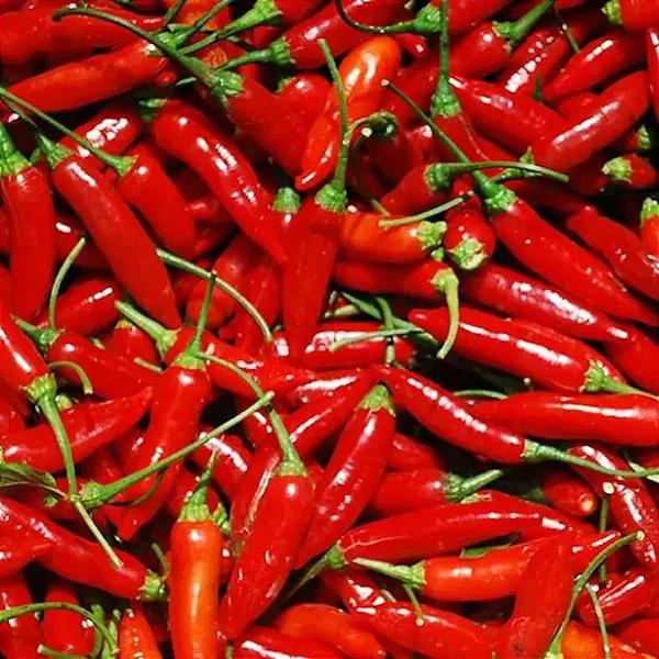 PIMENTA MALAGUETA