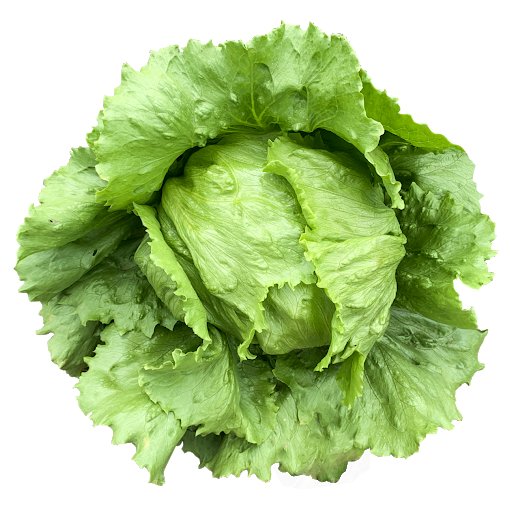 ALFACE AMERICANA ORGANICA UN