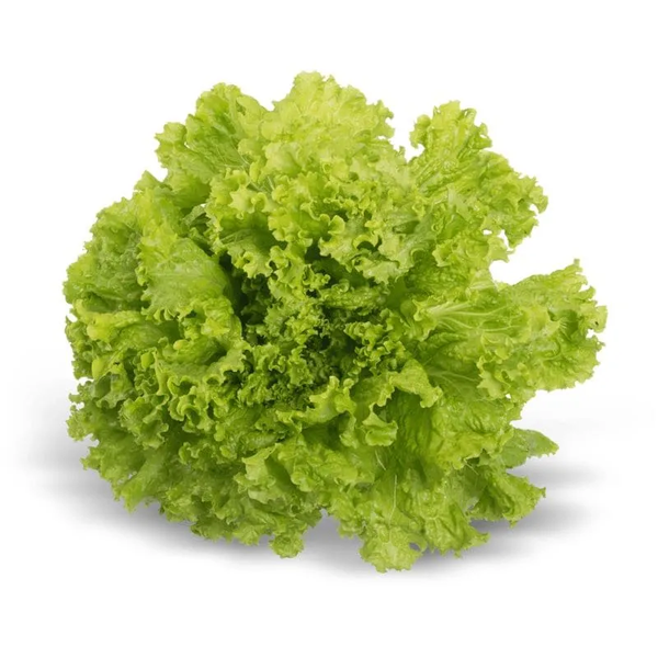 HORTIFRUTI ALFACE CRESPA UND