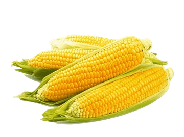 HORTIFRUTI MILHO VERDE KG