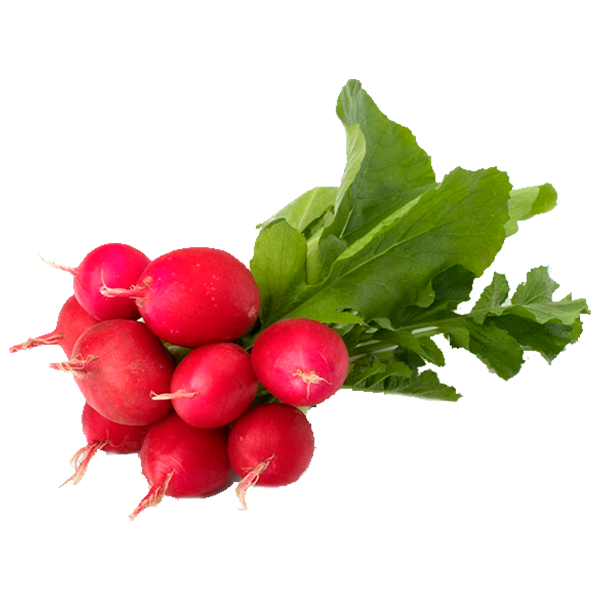 HORTIFRUTI RABANETE UND
