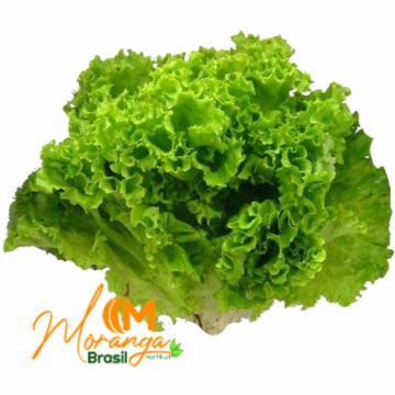 ALFACE CRESPA MORANGA HIDRO UNID