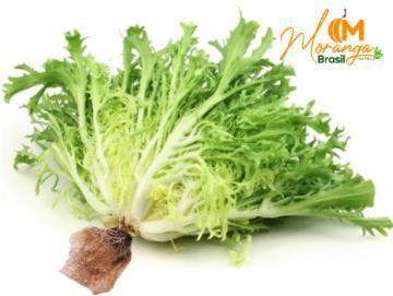 ALFACE FRISEE MORANGA HIDRO UND