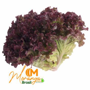 ALFACE ROXA MORANGA UND
