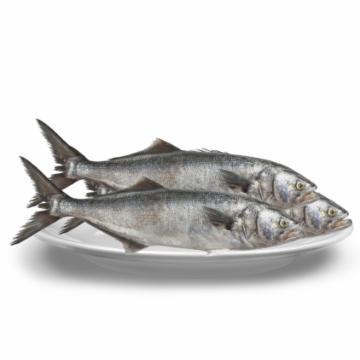 ANCHOVA INTEIRO FRESCA KG