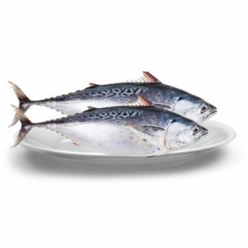 BONITO INTEIRO KG