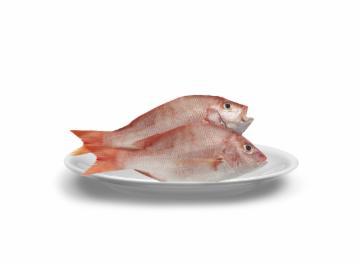 CIOBA VERMELHA INTEIRO FRESCA KG