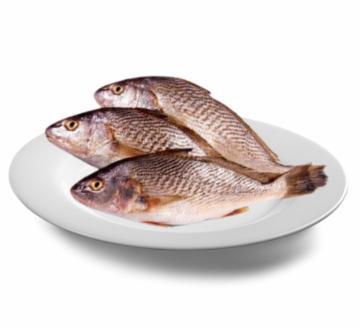 CORVINA FRESCA INTEIRA KG