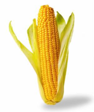 ESPIGA DE MILHO UND