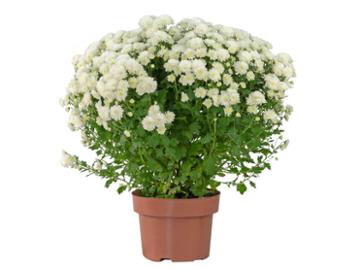 FLOR CRISANTEMO BOLA BELGA P20 BRANCO
