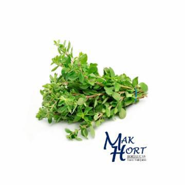 MANJERONA MAK HORT UND