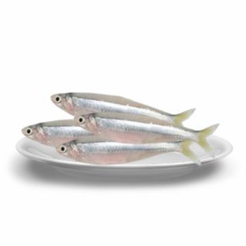 MANJUBA FRESCO INTEIRO KG